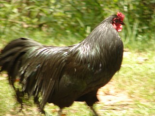 Exotic chickens Sumatran Rooster