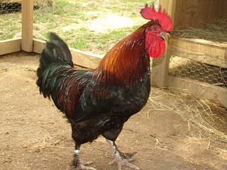 Exotic chickens Frenc Black Copper Maran