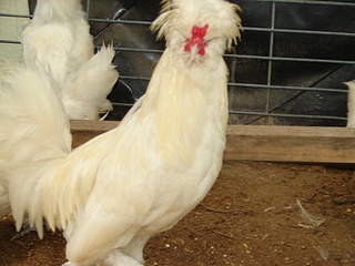 Exotic chickens White Sultan