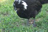 Exotic chickens White Crested Black Polish