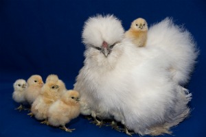 Fancy poultry silky chicken with baby chicks