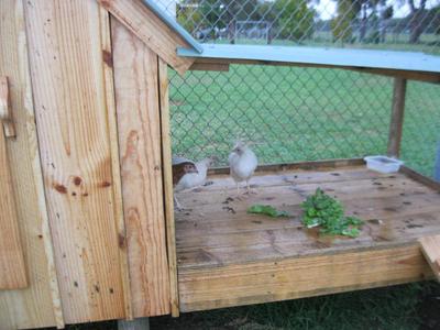 Our young Leghorn pullets, grown and laying now