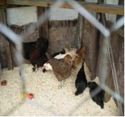 The hatching of a chicken house