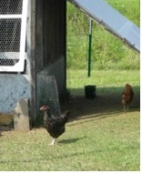 The hatching of a chicken house