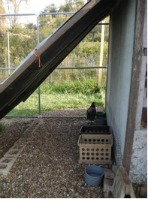 The hatching of a chicken house