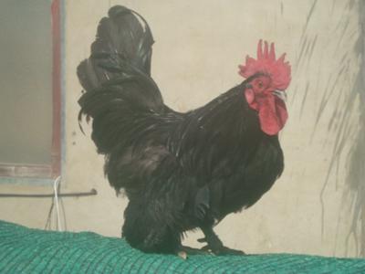 Black bantam