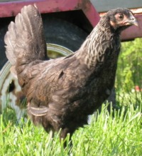 The Iowa Blue chicken breed