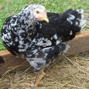 Java Chickens