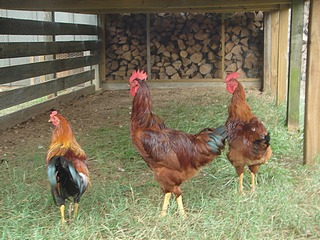 Rhode Island Reds and a Game Hen