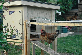 Chicken Coop