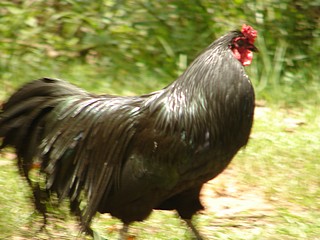 Sumatra Rooster