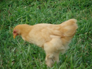 Buff Cochin Bantam Hen