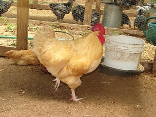 Buff Leghorn