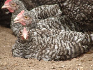 Cuckoo Marans 