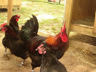 Some of Connie's Beautiful Marans