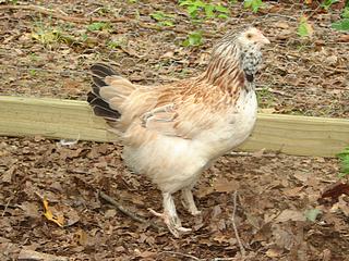 The Faverolle is an excellent dual purpose backyard bird