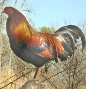 The Kraienkoppe chicken breed