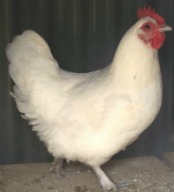 The Langshan is an Asiatic breed of chicken