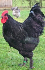 The Langshan is an Asiatic breed of chicken