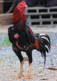 Malay chickens