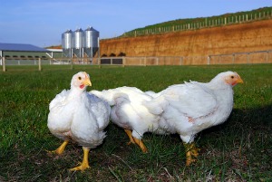 Meat chickens on a chicken farm