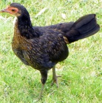 Red Junglefowl