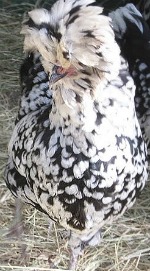 The Houdan chicken breed is an ornamental breed