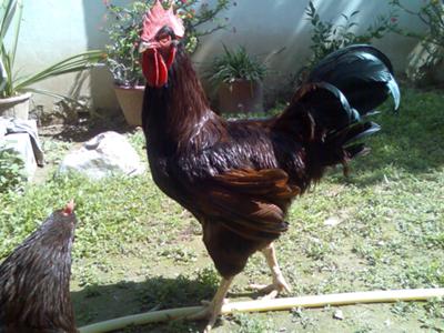 My  Rhode Island Red Rooster<HR>
