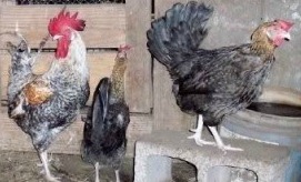 Orloff Chickens