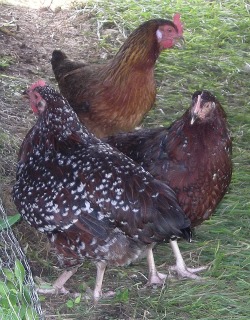 greener pix of the chicken yard 