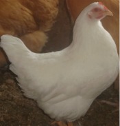 Rhode Island White chicken breed