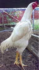 White Shamo Chickens are known for being the second tallest breed