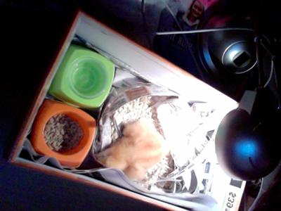 chick in shoebox