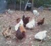 my chickens coming for a piece of bread 