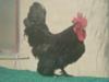 Black bantam