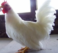 The Japanese Bantam chicken