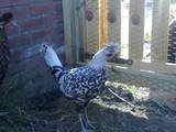 Appenzeller Chickens are an ornamental breed
