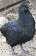 Araucana chicken