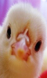 A baby chick is so cute!