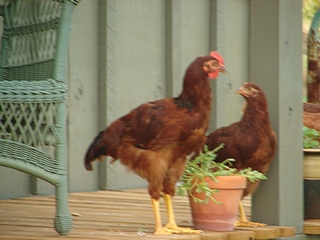Chickens on Porch