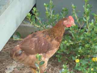 Rhode Island Red Chicken