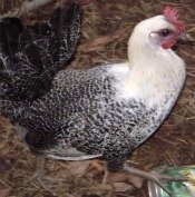The Fayoumi chicken breed