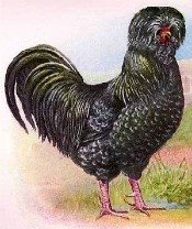The Houdan chicken breed is an ornamental breed