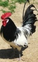 The Lakenvelder is a chicken breed that originates in Germany