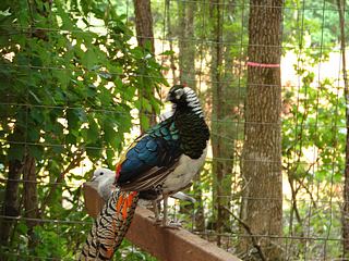 Beautiful Pheasants