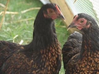 back yard chickens Buffed Lace Cochins