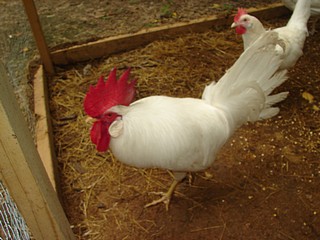 Backyard chicken breeds White Leghorn:The Best Egg Layers
