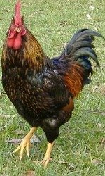 The Barnevelder chicken breed has a lovely shiny color