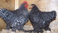 Barred Cochin Bantam