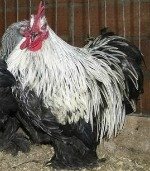 Birchen Cochin Bantam